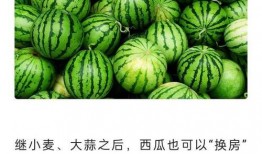 在哪里可以免费吃瓜,畅享夏日清凉新体验