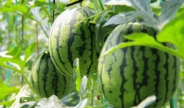 在哪里可以免费吃瓜,畅享夏日清凉新体验