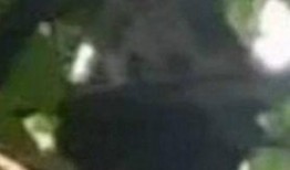 爆料熊猫事件视频播放在线观看,在线观看揭秘幕后真相