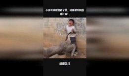 大鹅被大哥爆料视频播放,揭秘背后真相