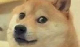 狗崽爆料娱乐圈小说,娱乐圈背后的秘密风云