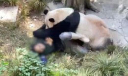 爆料熊猫事件视频播放在线观看,在线观看揭秘幕后真相