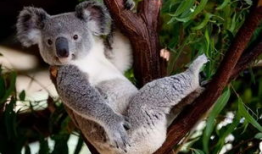 娱乐吃瓜酱胆小的考拉,揭秘娱乐圈那些鲜为人知的幕后故事