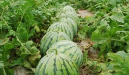 吃瓜视频网红大瓜群,吃瓜群众背后的故事