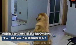 网红吃瓜狗子是谁啊视频,揭秘网络红人背后的萌宠故事