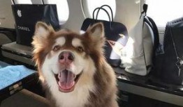 娱乐狗子10月爆料新闻,10月娱乐圈大事件盘点