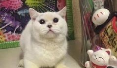 小猫老弟爆料视频,幕后真相大曝光！