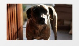 八哥爆料赤犬视频大全下载,赤犬视频大全下载全攻略