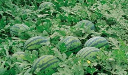 滨江网红吃瓜群微信,揭秘网络红人的幕后故事