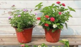 张家三少爆料视频大全最新,揭秘娱乐圈幕后真相