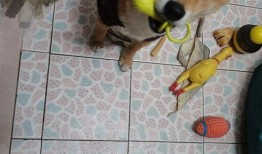 网红吃瓜狗子是谁啊视频,揭秘网络红人背后的萌宠故事