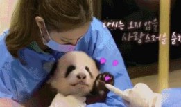 爆料熊猫事件视频播放在线观看,在线观看揭秘幕后真相