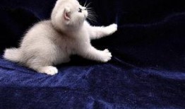 小猫老弟爆料视频,幕后真相大曝光！