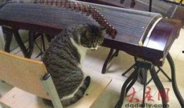 小猫老弟爆料视频,幕后真相大曝光！