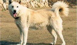 狼狗最新爆料网站大全,揭秘网络热点，追踪实时动态