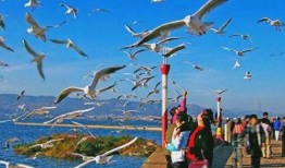 昆明海豚湾爆料视频,昆明海豚湾爆料视频揭露惊人内幕