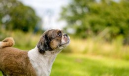 八哥爆料赤犬视频大全下载,赤犬视频大全下载全攻略