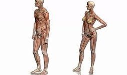 人体模型最新爆料图片,科技与艺术的完美融合