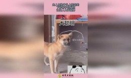 网红吃瓜狗子是谁啊视频,揭秘网络红人背后的萌宠故事