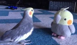 搞笑鹦鹉爆料视频大全,笑料百出！搞笑鹦鹉爆料视频大盘点