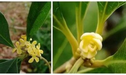 娱乐吃瓜酱桂花树,桂花树下那些不为人知的娱乐圈秘闻