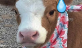 娱乐吃瓜酱胆小的考拉,揭秘娱乐圈那些鲜为人知的幕后故事