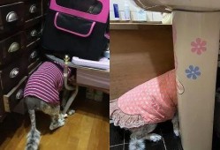 大狗最新爆料新闻,最新爆料新闻背后的真相与内幕